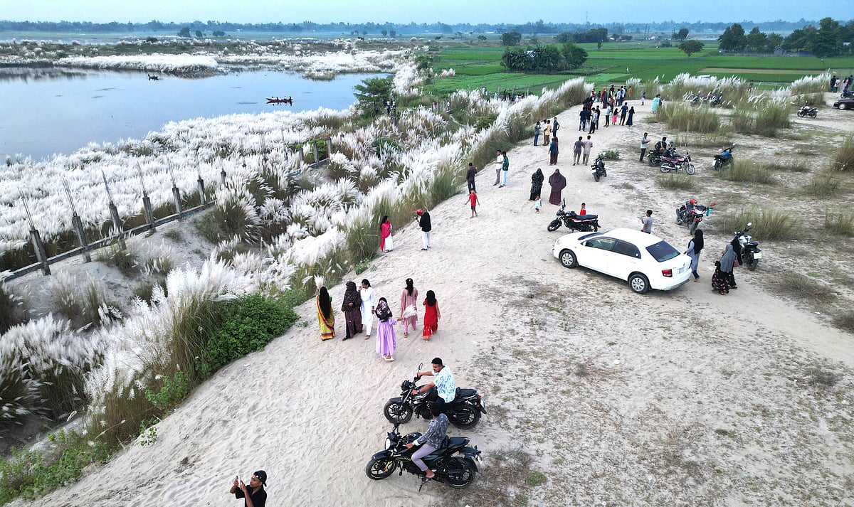 জামালপুরের ব্রহ্মপুত্র নদের তীরে কাশবন দেখতে যাওয়া লোকজন। মঙ্গলবার বিকেলে জামালপুর শহরের ফৌজদারি এলাকায়