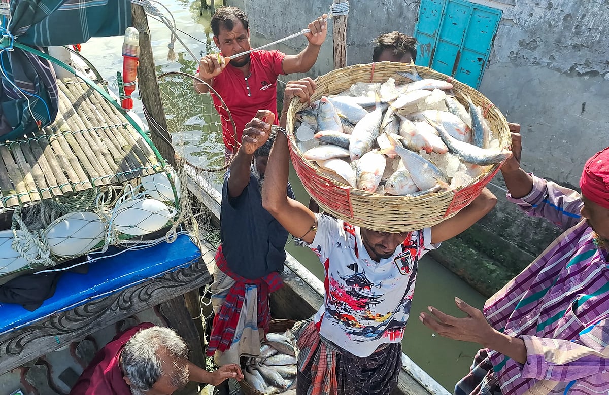 মা ইলিশ রক্ষায় সারা দেশে ইলিশ আহরণে নিষেধাজ্ঞা শুরুর আগে ট্রলার নিয়ে ঘাটে ফিরেছেন জেলেরা। সেই ইলিশ খালাস করে আড়তে নিচ্ছেন শ্রমিকেরা। গতকাল শুক্রবার বিকেলে বরিশাল নগরের পোর্ট রোডে