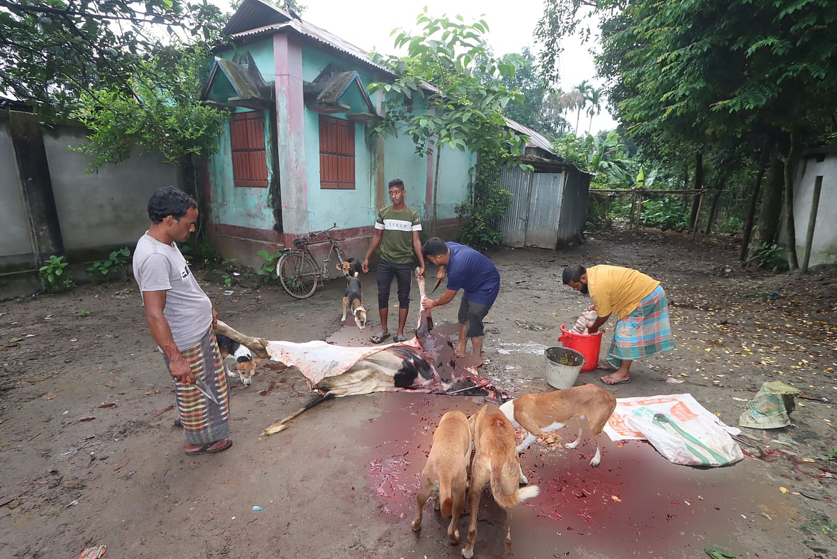 রংপুরে অ্যানথ্রাক্সের ঝুঁকির মধ্যে অস্বাস্থ্যকর পরিবেশে গরু জবাই | প্রথম আলো