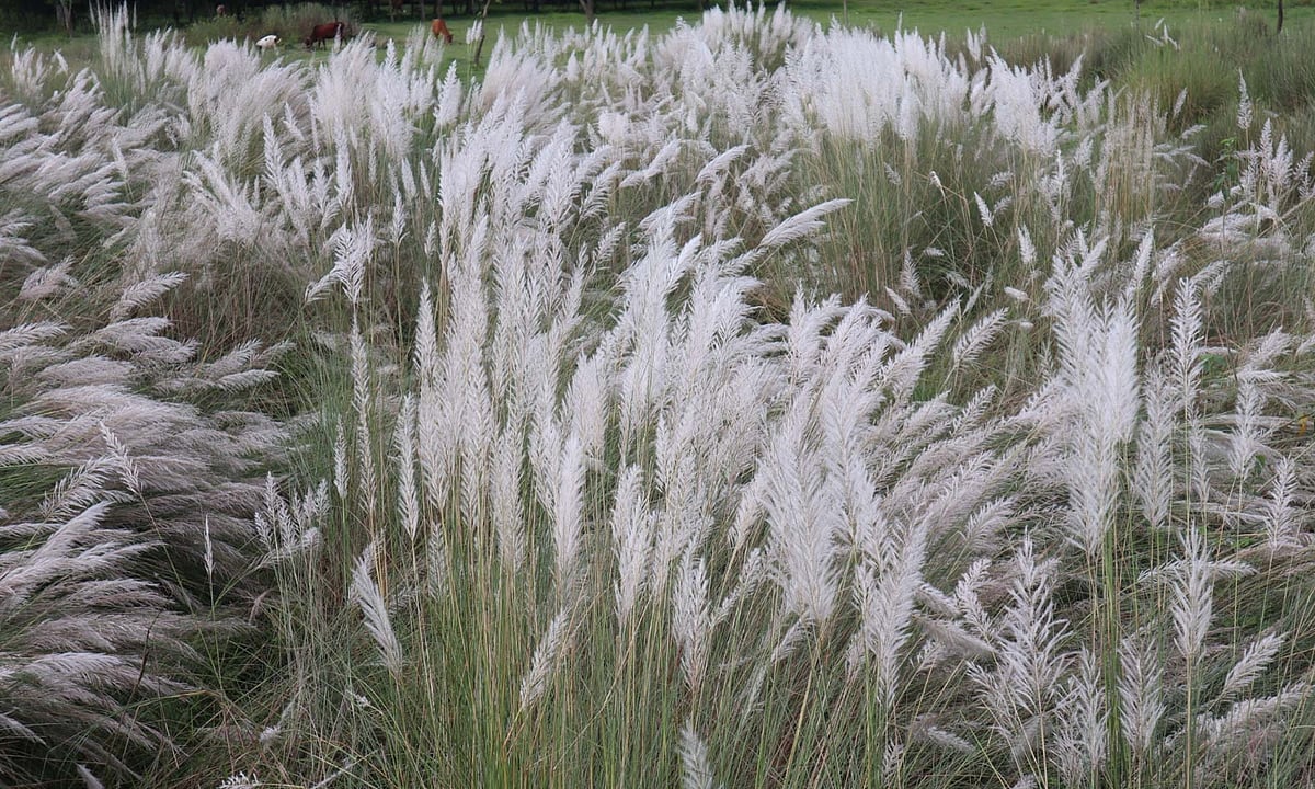 মনু নদের পাড় ঘেঁষে ফুটেছে কাশফুল। শুক্রবার বিকেলে মৌলভীবাজার সদর উপজেলার রায়শ্রী গ্রামে