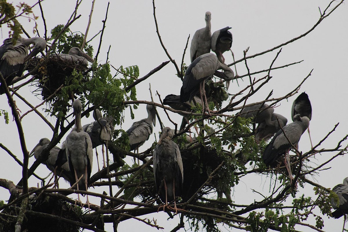 ঝিনাইদহের শৈলকুপার আশুরহাট গ্রামটি অতিথি পাখির কোলাহলে মুখর
