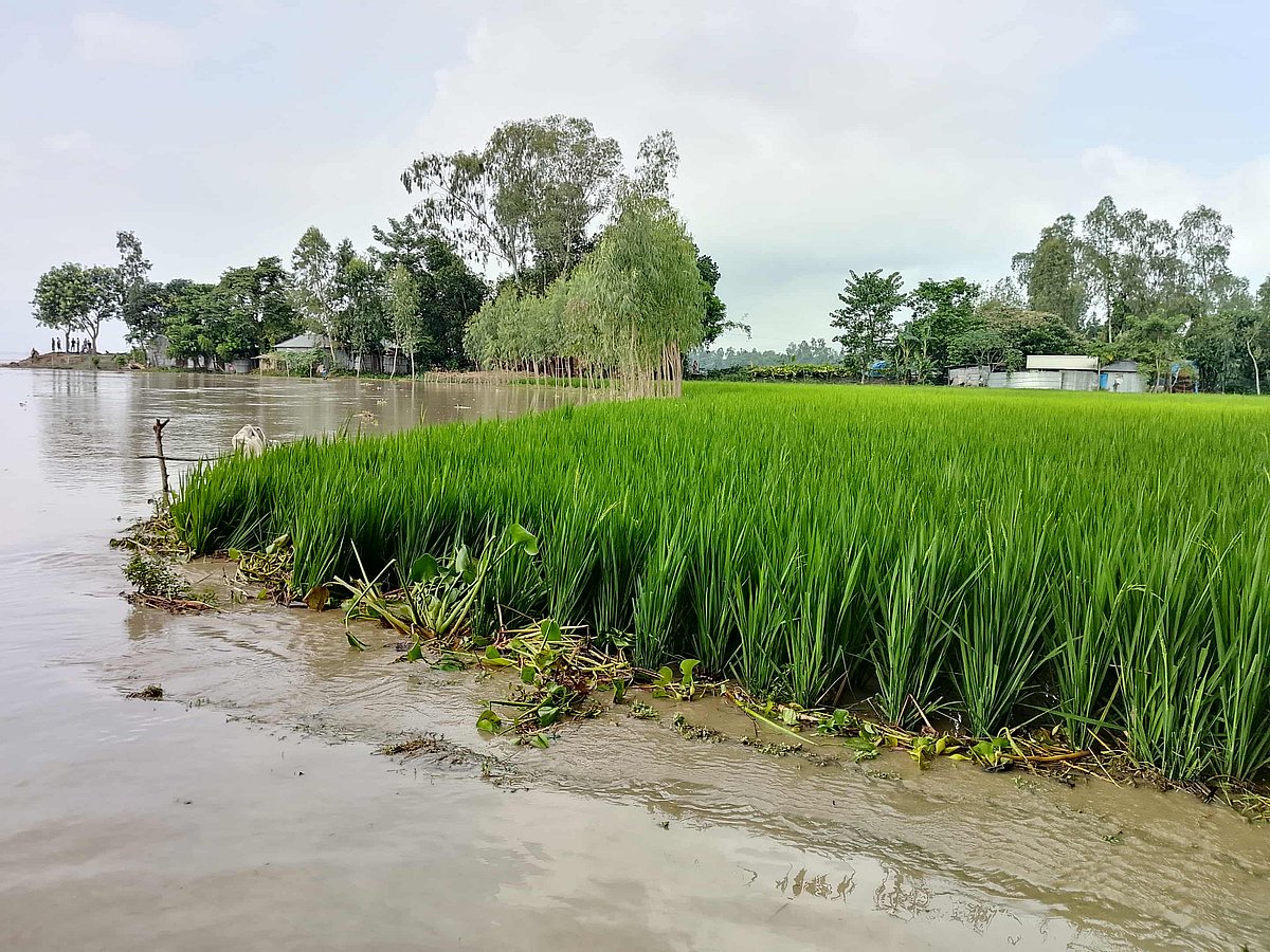 কুড়িগ্রামে তিস্তা নদীর পানি বেড়ে নিম্নাঞ্চল প্লাবিত হয়েছে। সোমবার সকালে রাজারহাট উপজেলার ঘড়িয়ালডাঙ্গা ইউনিয়নের চর খিতাব খাঁ এলাকায়