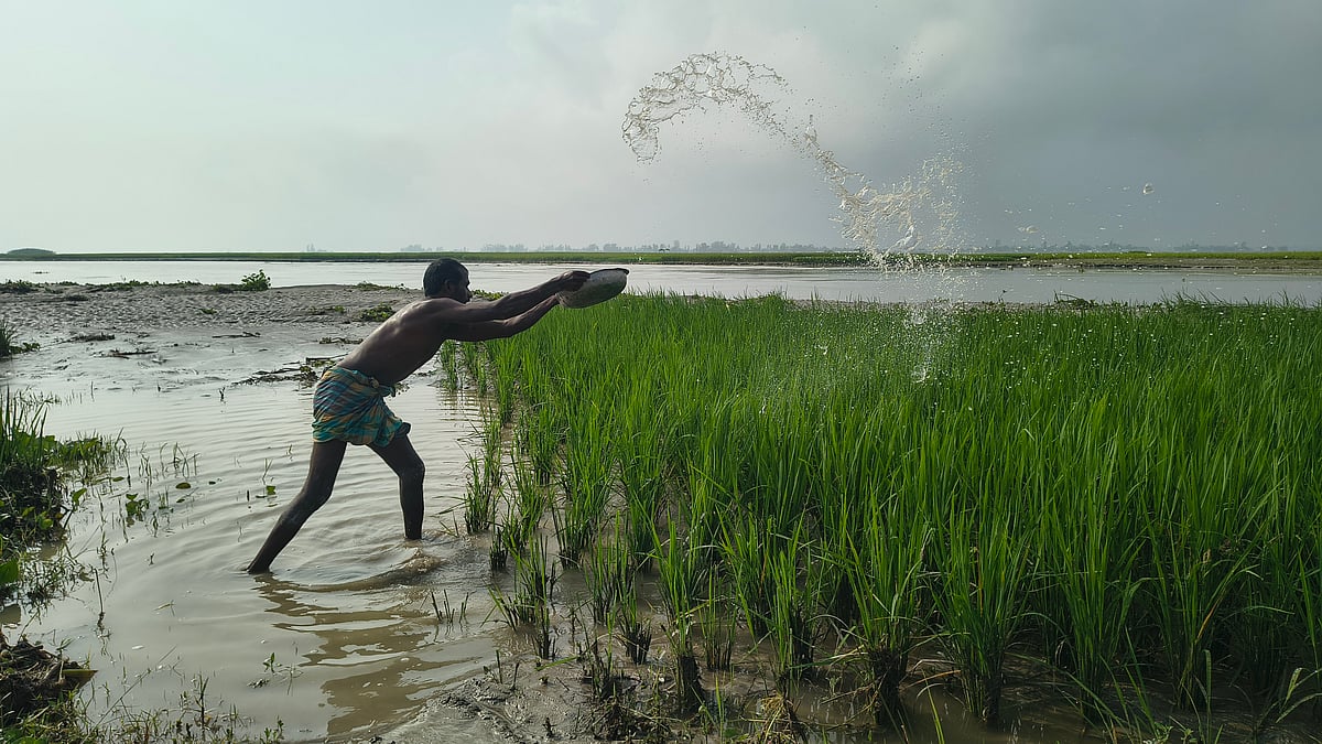 কুড়িগ্রামে উজান থেকে নেমে আসা ঢলে বন্যা পরিস্থিতির সৃষ্টি হয়েছে। মঙ্গলবার সকালে রাজারহাট উপজেলার ঘড়িয়ালডাঙ্গা ইউনিয়নের তিস্তাপারে ডুবে যাওয়া ধানে পানি ছিটিয়ে কাদা পরিষ্কার করছেন কৃষক