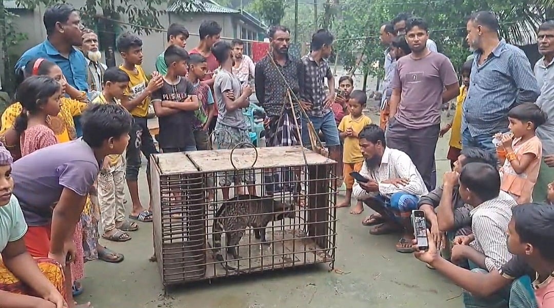 গন্ধগোকুলটি বন বিভাগের কর্মীরা উদ্ধার করে অক্ষত অবস্থায় বনে অবমুক্ত করেন। আজ মঙ্গলবার সকালে