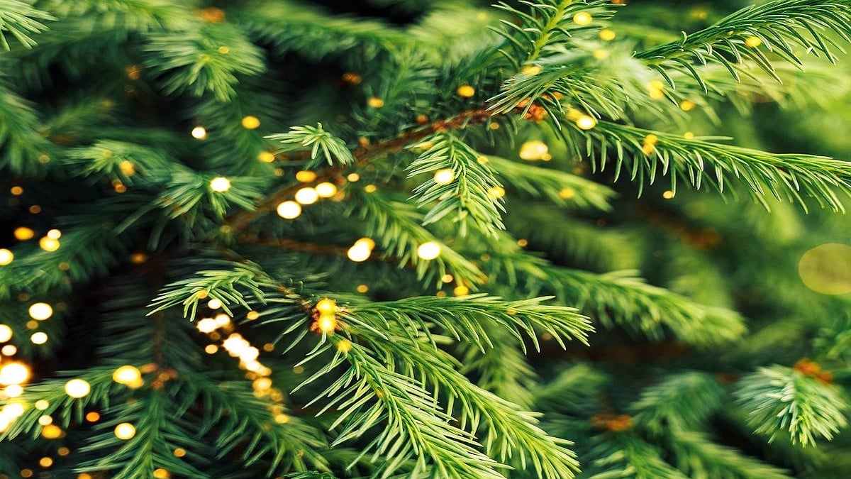 নরওয়ে স্প্রুস গাছ