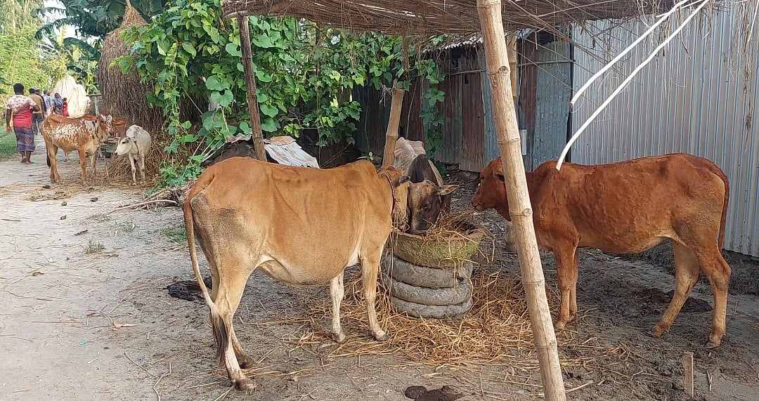 গাইবান্ধায় সুন্দরগঞ্জে মাত্র আট ভাগ গবাদিপশুকে অ্যানথ্রাক্সের টিকা দেওয়া হয়েছে। মঙ্গলবার দুপুরে উপজেলার কিশামত সদর গ্রামে