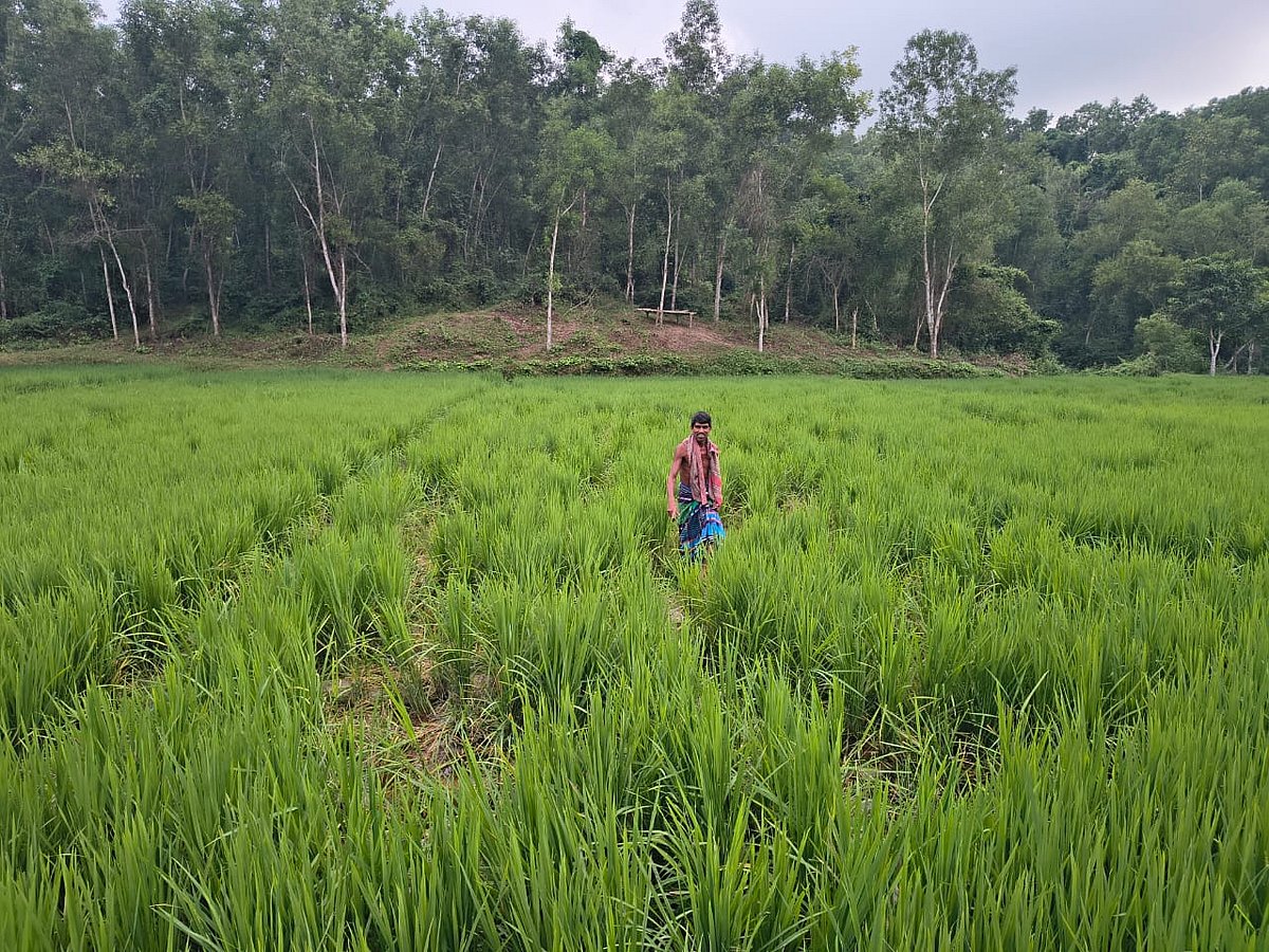 শেরপুরের নালিতাবাড়ী সীমান্তঘেঁষা এলাকায় বন্য হাতির আক্রমণে ক্ষতিগ্রস্ত ফসলি জমি দেখাচ্ছেন স্থানীয় কৃষক। গতকাল মঙ্গলবার পড়ন্ত বিকেলে পশ্চিম সমশ্চুড়া গ্রামে