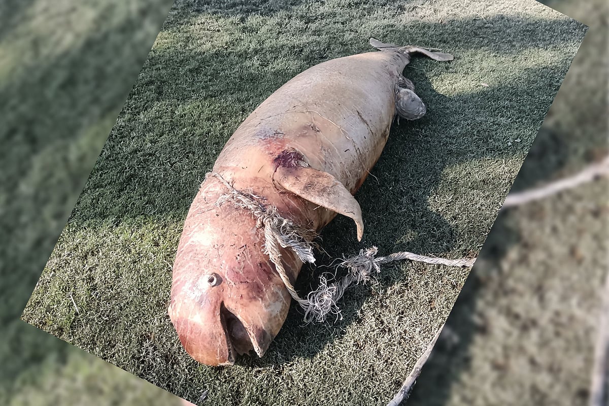 সীতাকুণ্ডের গুলিয়াখালী সৈকতে ভেসে আসা বিপন্ন প্রজাতির ডলফিন