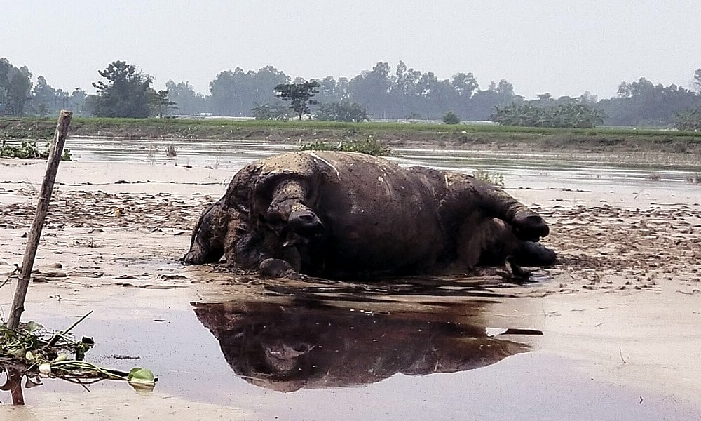 কুড়িগ্রামে উজানের ঢলে ভেসে আসা গন্ডার। আজ বুধবার বিকেলে ভূরুঙ্গামারী উপজেলার তিলাই ইউনিয়নের দুধকুমার নদের চরাঞ্চলে