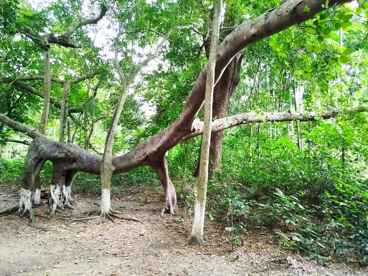 যশোরের কেশবপুর উপজেলার মেহেরপুর গ্রামে বিশাল বটগাছের ঝুরি থেকে হাতি–ঘোড়াসদৃশ প্রাণীর আকৃতি তৈরি হয়েছে