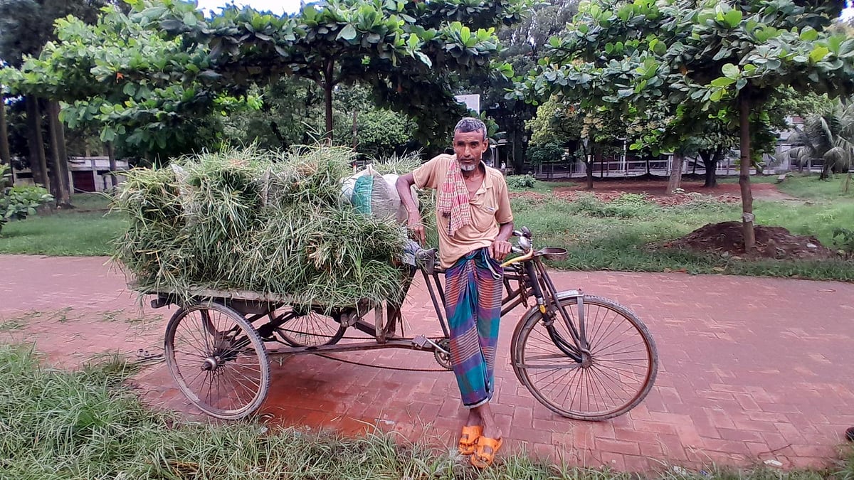 সোহরাওয়ার্দী উদ্যান থেকে ঘাস কেটে নিয়ে যাচ্ছেন মো. হান্নান