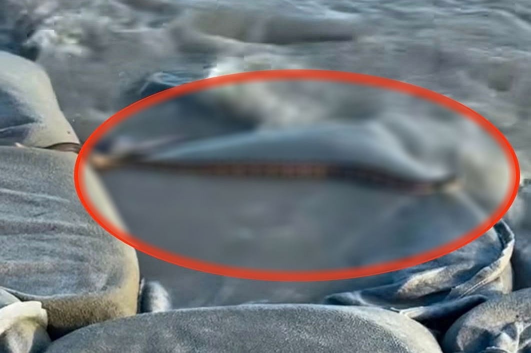 নোয়াখালীর হাতিয়ার চেয়ারম্যানঘাটে মেঘনা নদীর তীরে রাসেল ভাইপার সাপ। পরে সাপটিকে পিটিয়ে মেরে ফেলা হয়। আজ বিকেলে