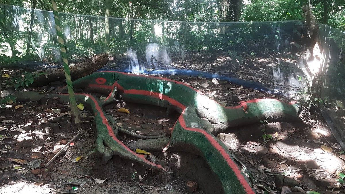 ৫০০ বছরের বটগাছের শিকড় থেকে বেরিয়ে এসেছে ‘কুমির’