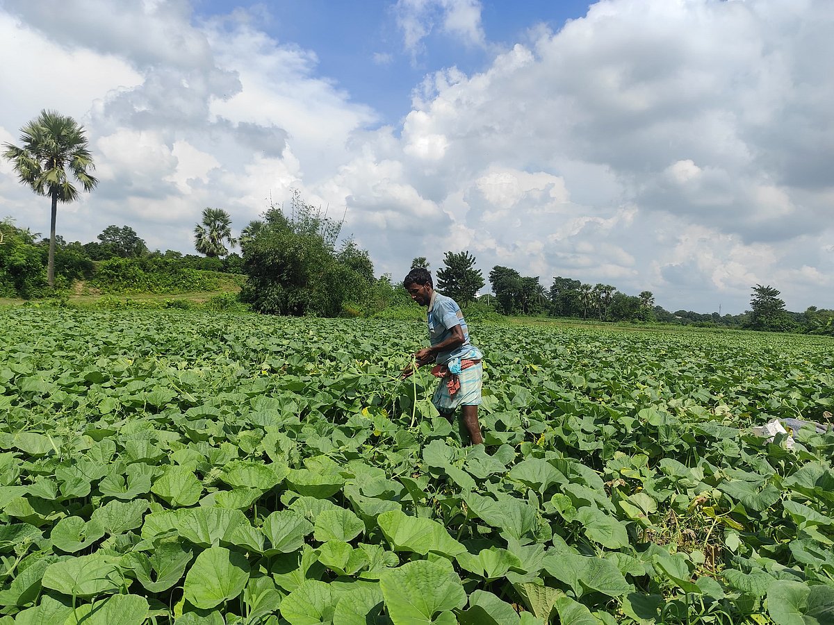 কুমিল্লার গোমতী নদীর চরে এখন লাউ শাকের সমারোহ। কৃষকদের কেউ জমি থেকে শাক তুলে আঁটি বাঁধছেন, আবার কেউ জমির আগাছা পরিষ্কার করছেন। বুড়িচং উপজেলার ভান্তির চরে