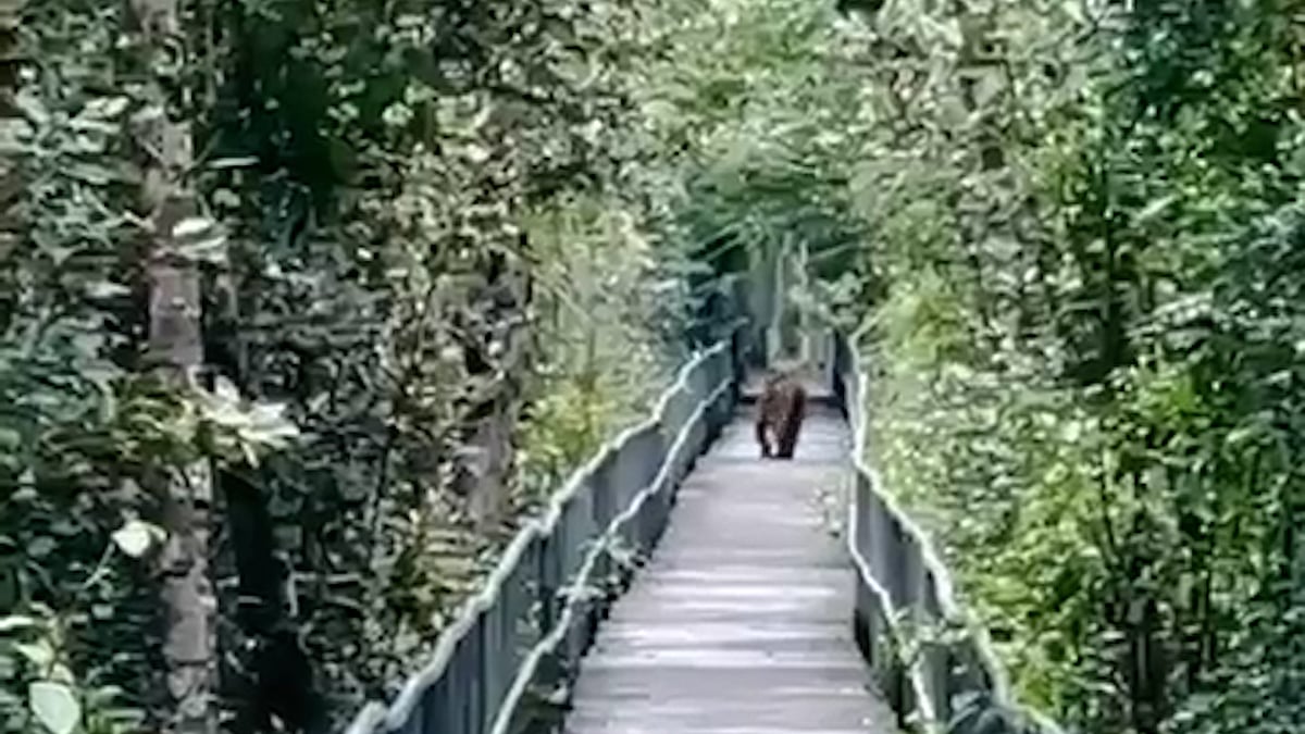 বিরল মুহূর্ত: সুন্দরবনে ফুট ট্রেইলে বাঘ!