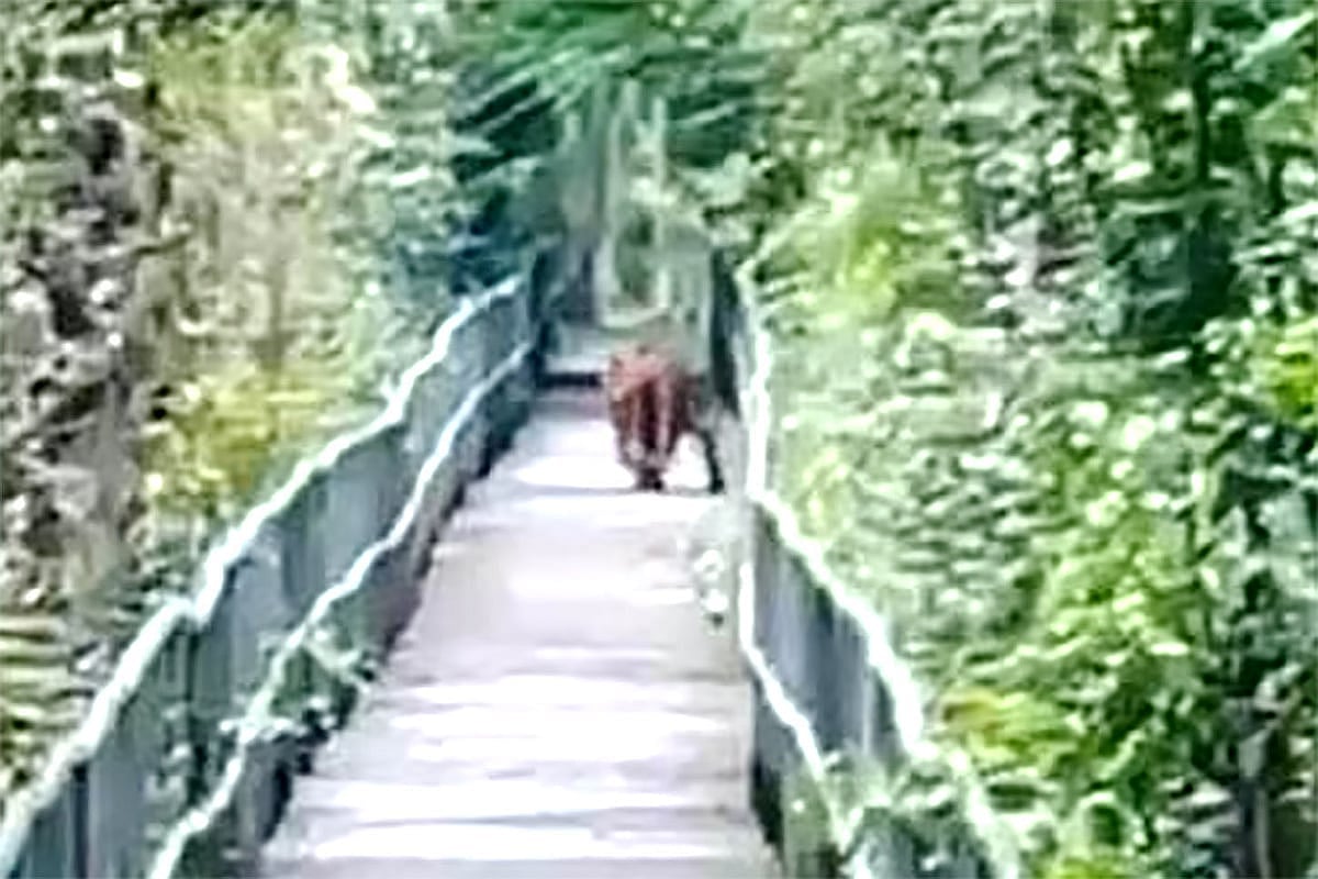 ফুট ট্রেইলের ওপর বাঘ। কয়েক সেকেন্ডের মধ্যে গাছপালার আড়ালে মিলিয়ে গেল সুন্দরবনের অধিপতি। শনিবার বেলা ১১টার দিকে