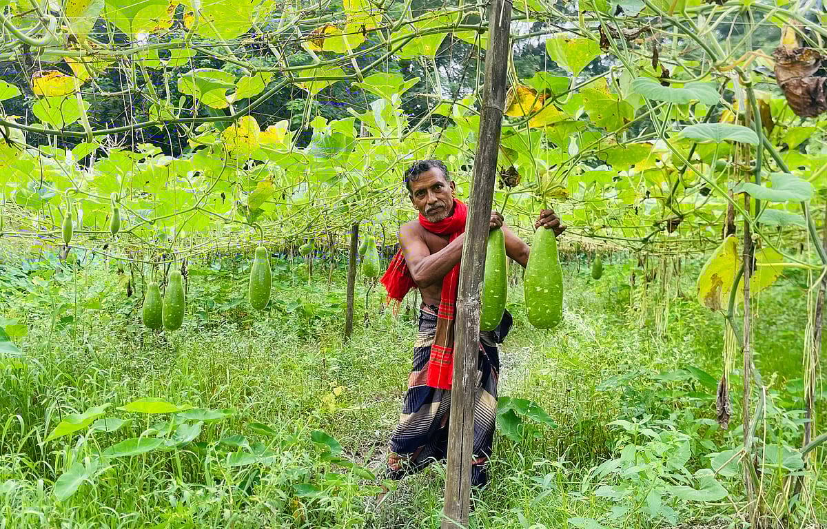 বাগান থেকে লাউ সংগ্রহ করছেন কৃষক সমীর চন্দ্র। গতকাল শনিবার সকালে পটুয়াখালীর মির্জাগঞ্জ উপজেলার আমড়াগাছিয়া ইউনিয়নের ছৈলাবুনিয়া গ্রামে