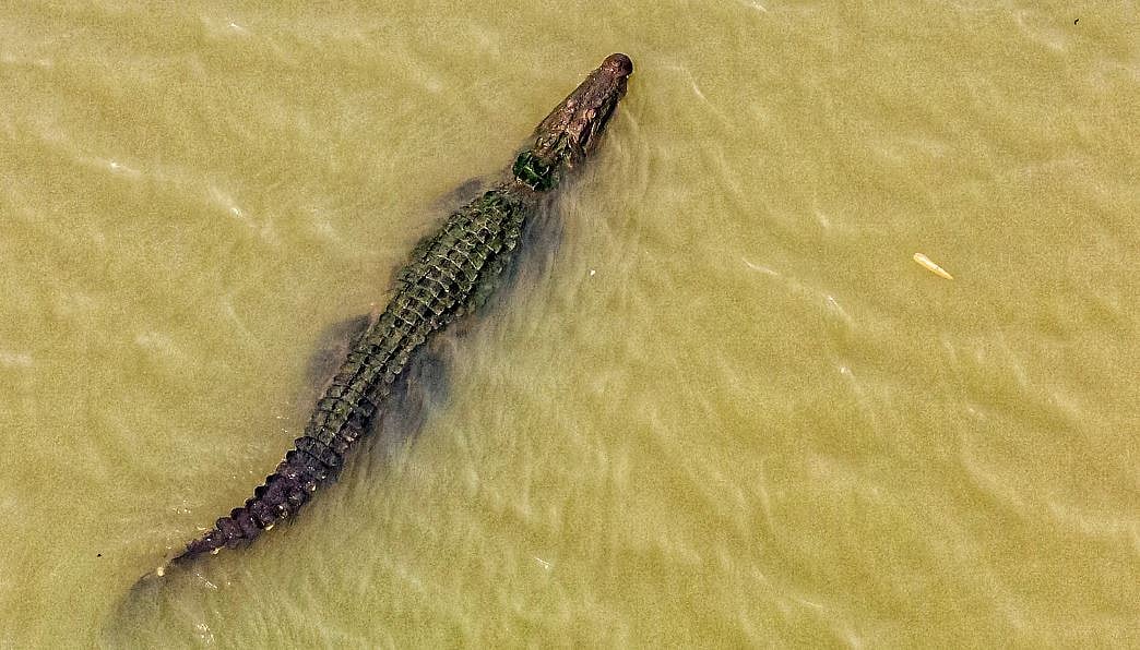 সাম্প্রতিক বছরগুলোতে নদীতেও কুমিরের দেখা মিলছে