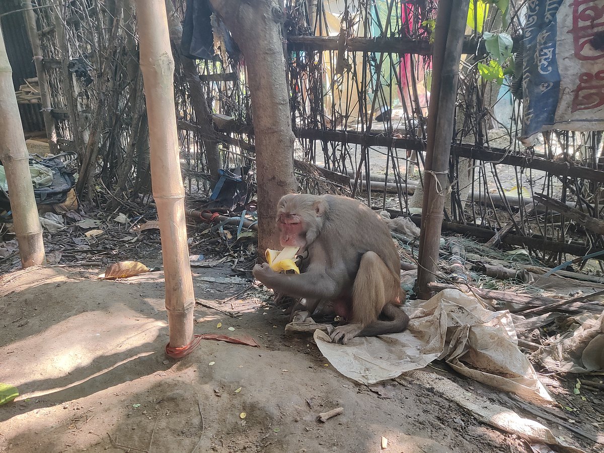 বানরের গলায় শিকল দিয়ে গাছের সঙ্গে বেঁধে রাখা হয়েছে। গতকাল রোববার জয়পুরহাটের আক্কেলপুর উপজেলার তুলসীগঙ্গা নদীর বাঁধসংলগ্ন এলাকায়