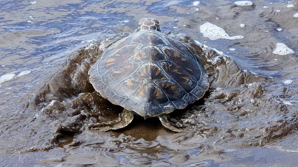 গ্রিন টার্টল বা সবুজ কচ্ছপ