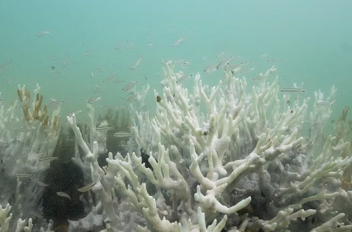 রং হারিয়ে ফ্যাকাশে হয়ে যাওয়া প্রবাল