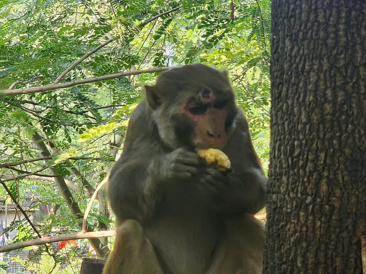 জয়পুরহাটের আক্কেলপুরে শিকলবন্দী সেই বানরকে মুক্ত করেছে বন বিভাগ