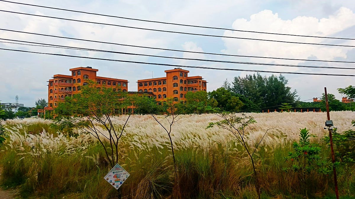 বরিশাল বিশ্ববিদ্যালয় ক্যাম্পাসজুড়ে এখন যেন শরতের উৎসব চলছে