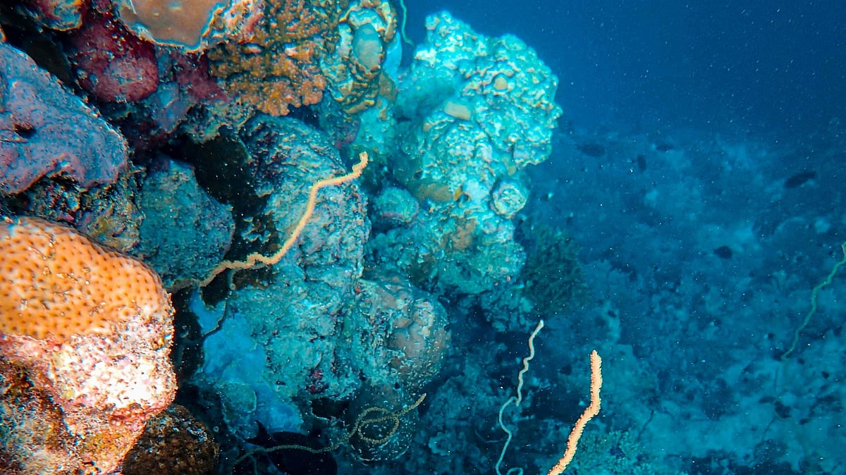 সামুদ্রিক স্পঞ্জ