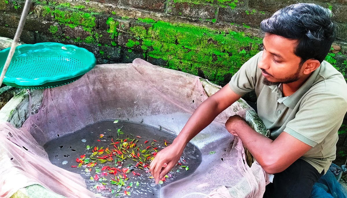 দিনাজপুর সদর উপজেলায় কর্ণাই হাজীপাড়া গ্রামে ইয়াছিন আলী রাকিব চাষ করছেন বিভিন্ন প্রজাতির রঙিন মাছ। গত সোমবার দুপুরে তোলা