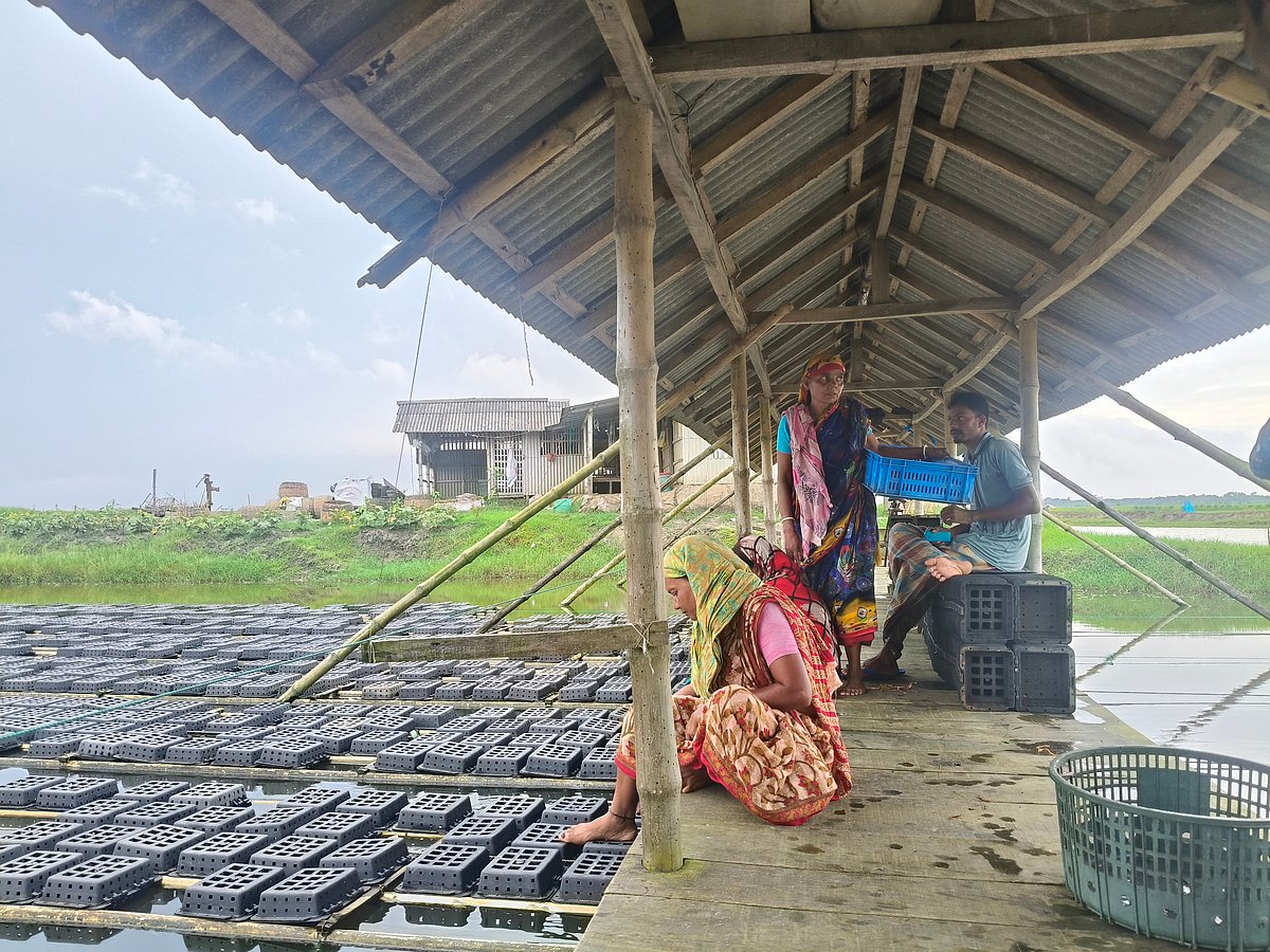সাতক্ষীরার শ্যামনগর উপজেলার বুড়ি গোয়ালিনী ইউনিয়নের পূর্ব দূর্গাবাটী গ্রামের একটি কাঁকড়া পয়েন্টে কাজ করছেন নারীরা