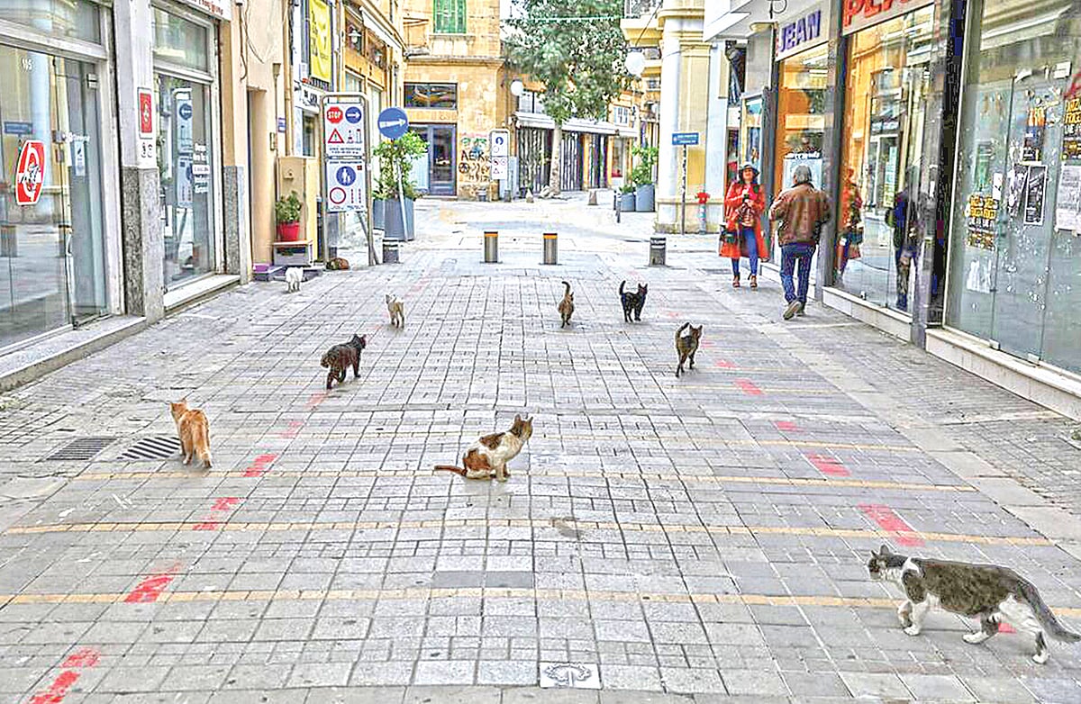 সাইপ্রাসে সড়কগুলোতে এভাবেই বিড়াল ঘুরে বেড়ায়