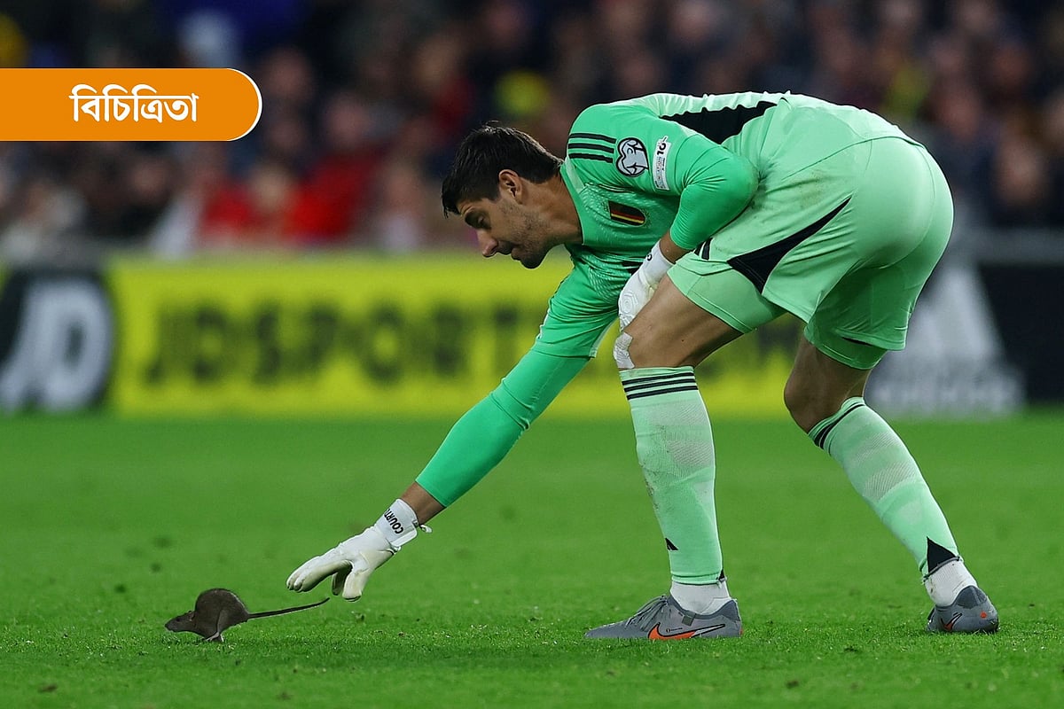 ইঁদুর ধরার চেষ্টা করছেন বেলজিয়ামের গোলরক্ষক থিবো কোর্তোয়া