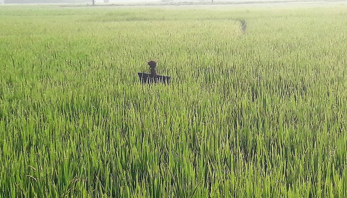 ফসল রক্ষায় পাখি তাড়াতে আমন ধানের খেতে পুঁতে রাখা হয়েছে কাকতাড়ুয়া। মৌলভীবাজার সদর উপজেলার মল্লিকসরাই মাঠে