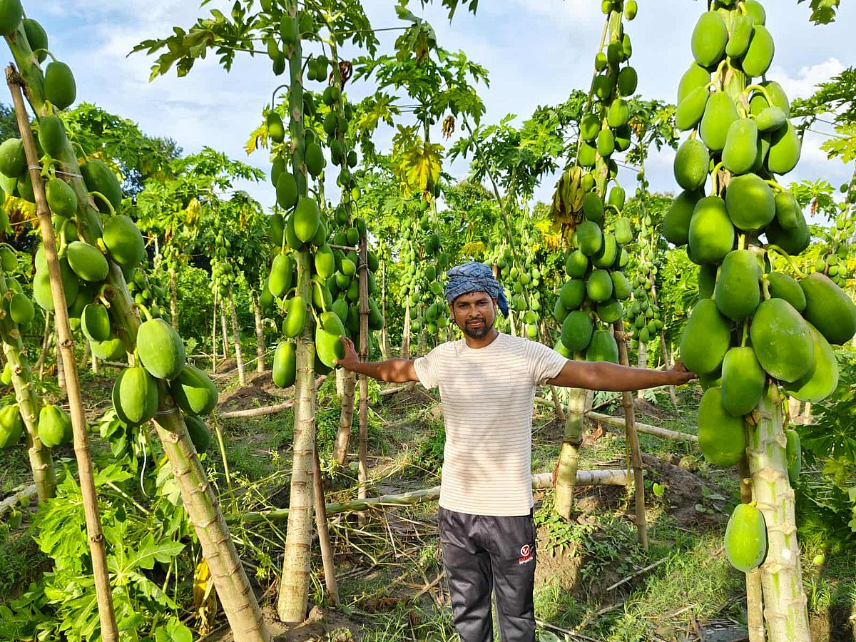 নিজের পেঁপে খেতে কুষ্টিয়ার কুমারখালী উপজেলার দরবেশপুর গ্রামের আবদুল হান্নান