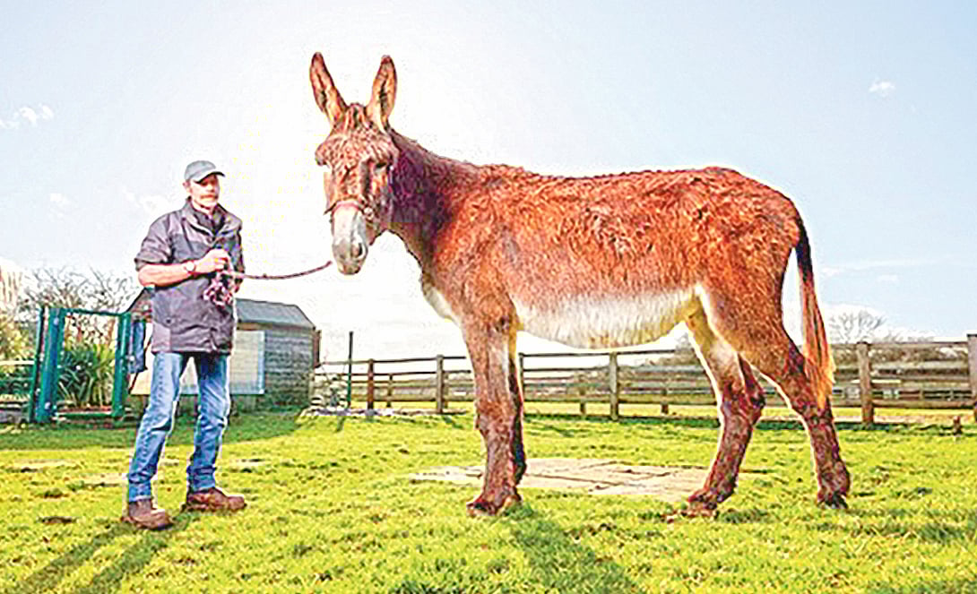 পৃথিবীতে জীবিত সবচেয়ে লম্বা গাধা