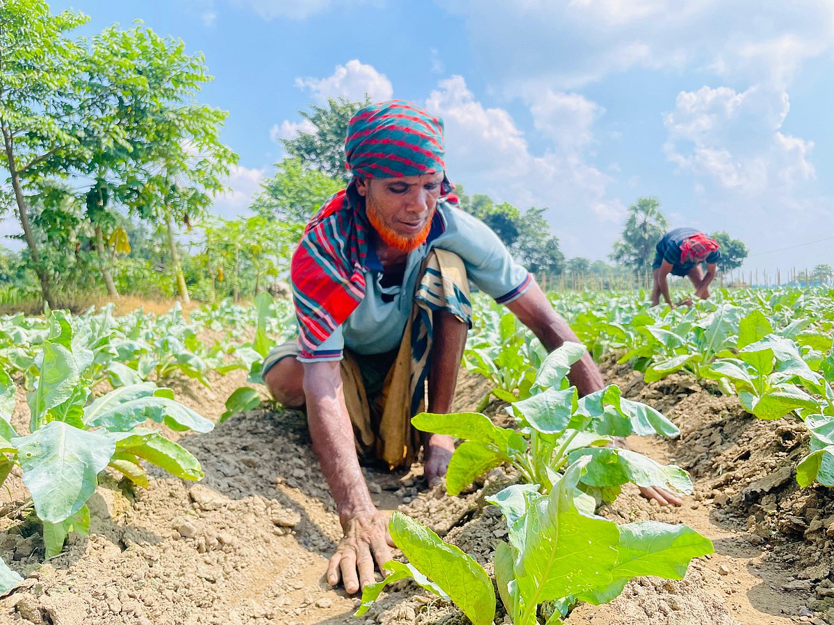 কুমিল্লায় গোমতী নদীর চরে আগাম চাষ হয়েছে শীতের সবজি ফুলকপির। ভালো ফলনের আশায় এখন জমি পরিচর্যায় ব্যস্ত সময় পার করছেন কৃষকেরা। গত বুধবার বেলা ১১টার দিকে গোমতী নদীর সুবর্ণপুর চরে তোলা