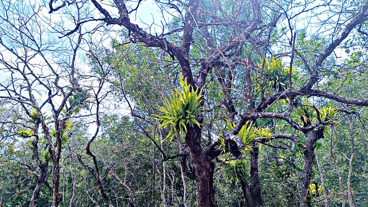পরগাছায় ঢেকে থাকা সুন্দরবনের সুন্দরীগাছ। সুন্দরবনের কালাবগী এলাকায়