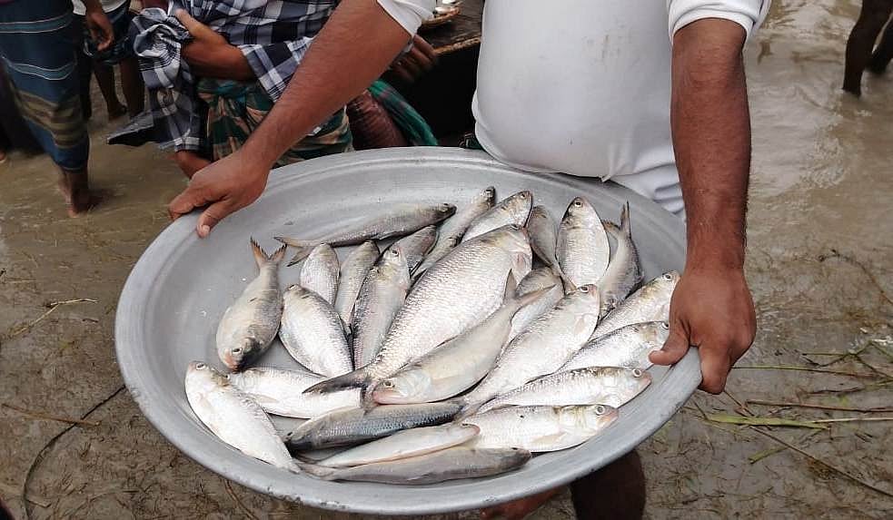 নিষেধাজ্ঞা অমান্য করে পদ্মা নদীর পাড়ে ইলিশ বিক্রি করছেন জেলেরা। গতকাল শুক্রবার বিকেলে মাদারীপুরের শিবচর উপজেলার বন্দরখোলার ইউনিয়নের কাজিরসূরা এলাকায়