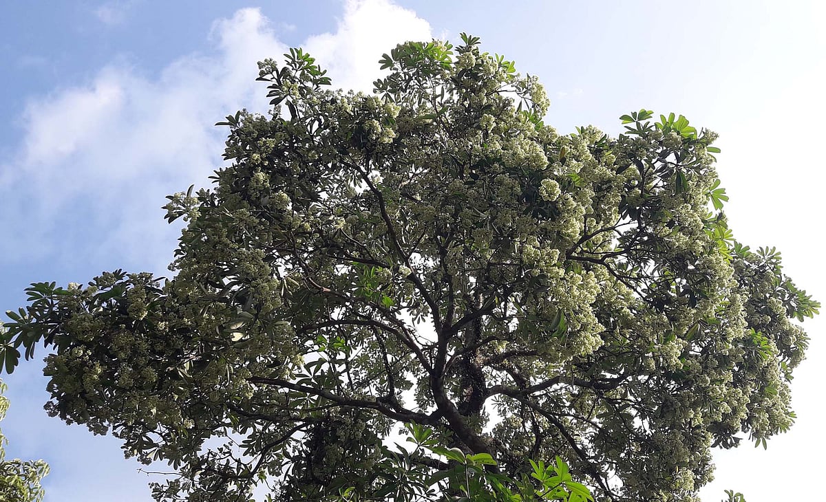 ছাতিমগাছের ফুলগুলো রোদে হাসছে, রোদে ভাসছে। ফুলের প্লাবনে পাতাগুলো আড়ালে হারিয়ে গেছে। মৌলভীবাজারে দেওরাছড়া চা-বাগানে