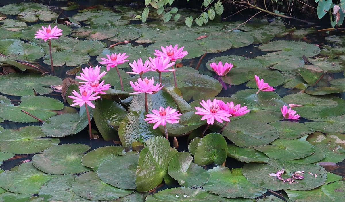 ভোরের আলোয় ঝলমল করছে শাপলা ফুল। রোববার সকালে মৌলভীবাজারের দেওরাছড়া চা-বাগানের বাবন বিলে