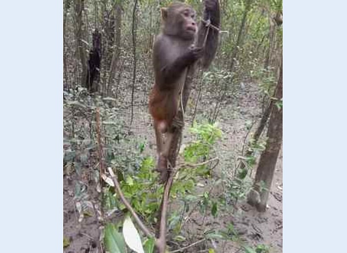 সুন্দরবন পূর্ব বন বিভাগের চাঁদপাই রেঞ্জের ঘাগড়ামারি বনাঞ্চলের ফুলতলি খালসংলগ্ন এলাকায় শনিবার শিকারিদের পাতা ফাঁদে আটকা পড়ে বানরটি। পরে বন বিভাগের কর্মীরা এটিকে উদ্ধার করেন