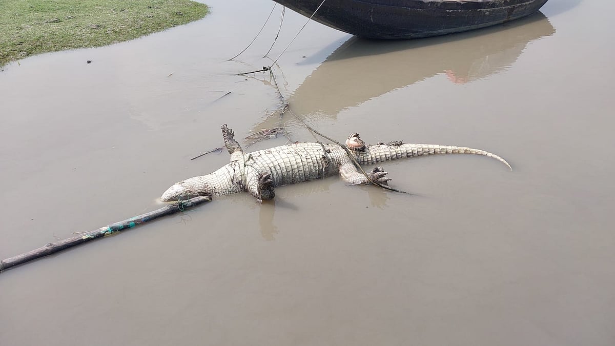 বাগেরহাটের মোংলায় নদী দিয়ে ভেসে এসেছে একটি মৃত কুমির। রোববার সকালে মোংলা শহরতলির নারকেলতলা এলাকায়