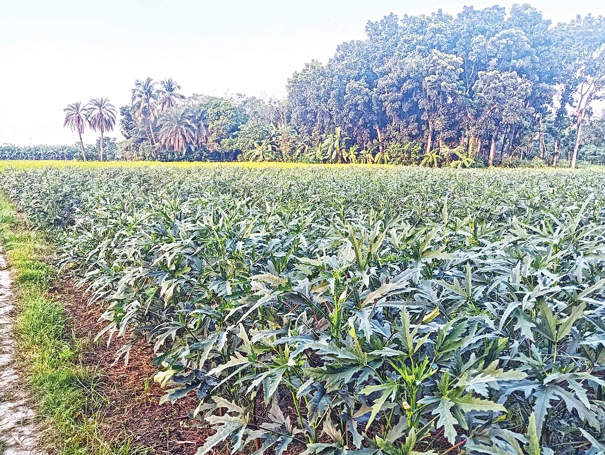 যশোরের বাঘারপাড়া উপজেলার সেকেন্দারপুর গ্রামের উত্তর মাঠে সাবেক সংসদ সদস্য রণজিত কুমার রায়ের জমিতে ঢ্যাঁড়স চাষ করা হয়েছে। গত বুধবার বিকেলে