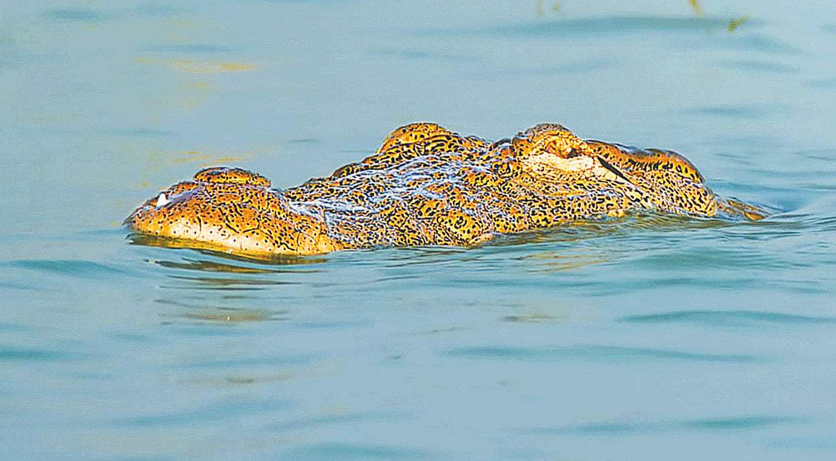 রাজশাহীর পদ্মা নদীতে মিঠাপানির কুমির। বৃহস্পতিবার বিকেলে