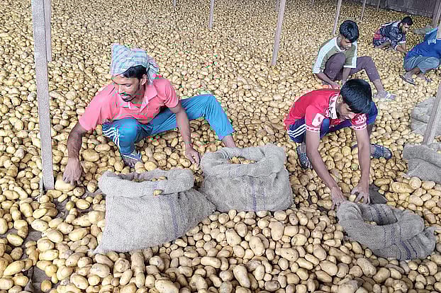 কোল্ড স্টোরেজে আলু বাছাই করছেন শ্রমিকেরা