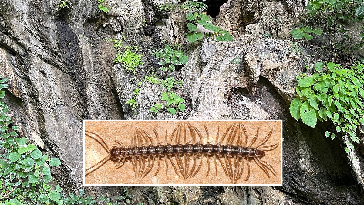 ছোট ড্রাগনের মতো দেখতে নতুন প্রজাতির পোকার খোঁজ পেয়েছেন বিজ্ঞানীরা। ইনসেটে পোকাটি