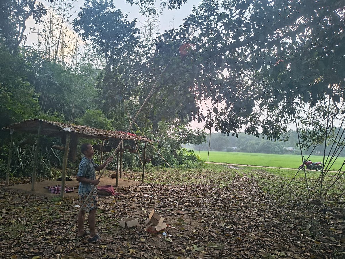 গাছ থেকে পিঁপড়ার ডিম সংগ্রহ করছেন এক ব্যক্তি। সম্প্রতি নয়ারাংটিয়া গ্রামে