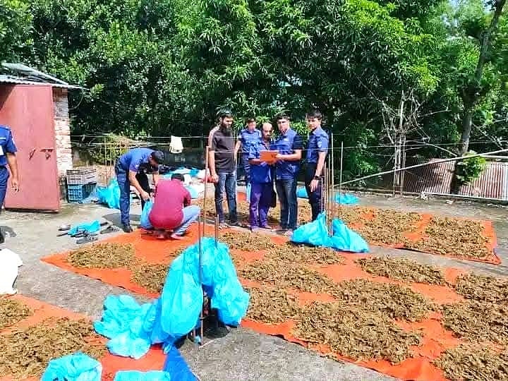 কুমিল্লার ব্রাহ্মণপাড়া উপজেলার শশীদল ইউনিয়ন পরিষদের সদস্য নুরুল ইসলামের বাড়ির ছাদে জব্দ করা গাঁজা। গতকাল সোমবার দুপুরে উত্তর শশীদল এলাকায়