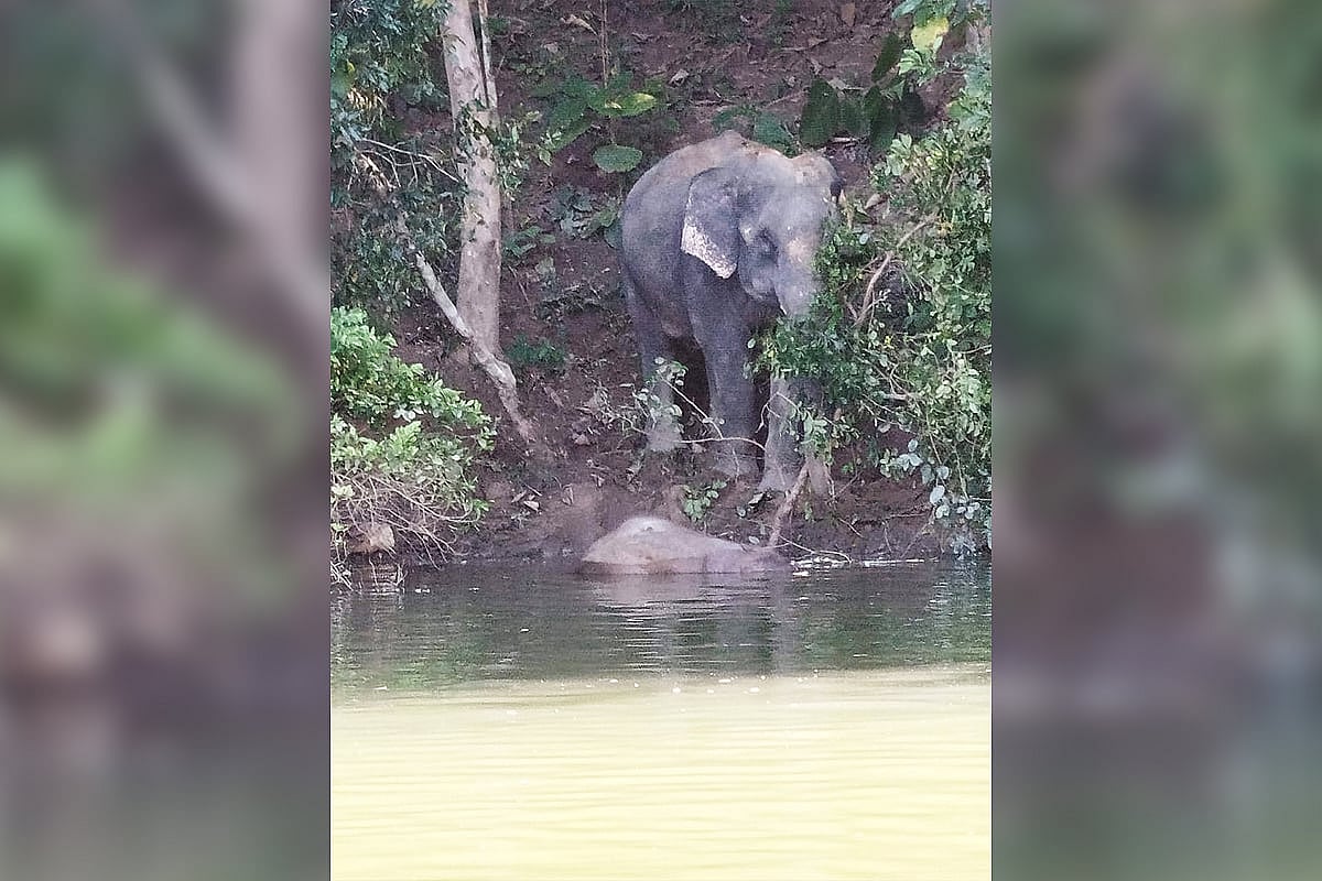 মৃত শাবকটির পাশে মা হাতি