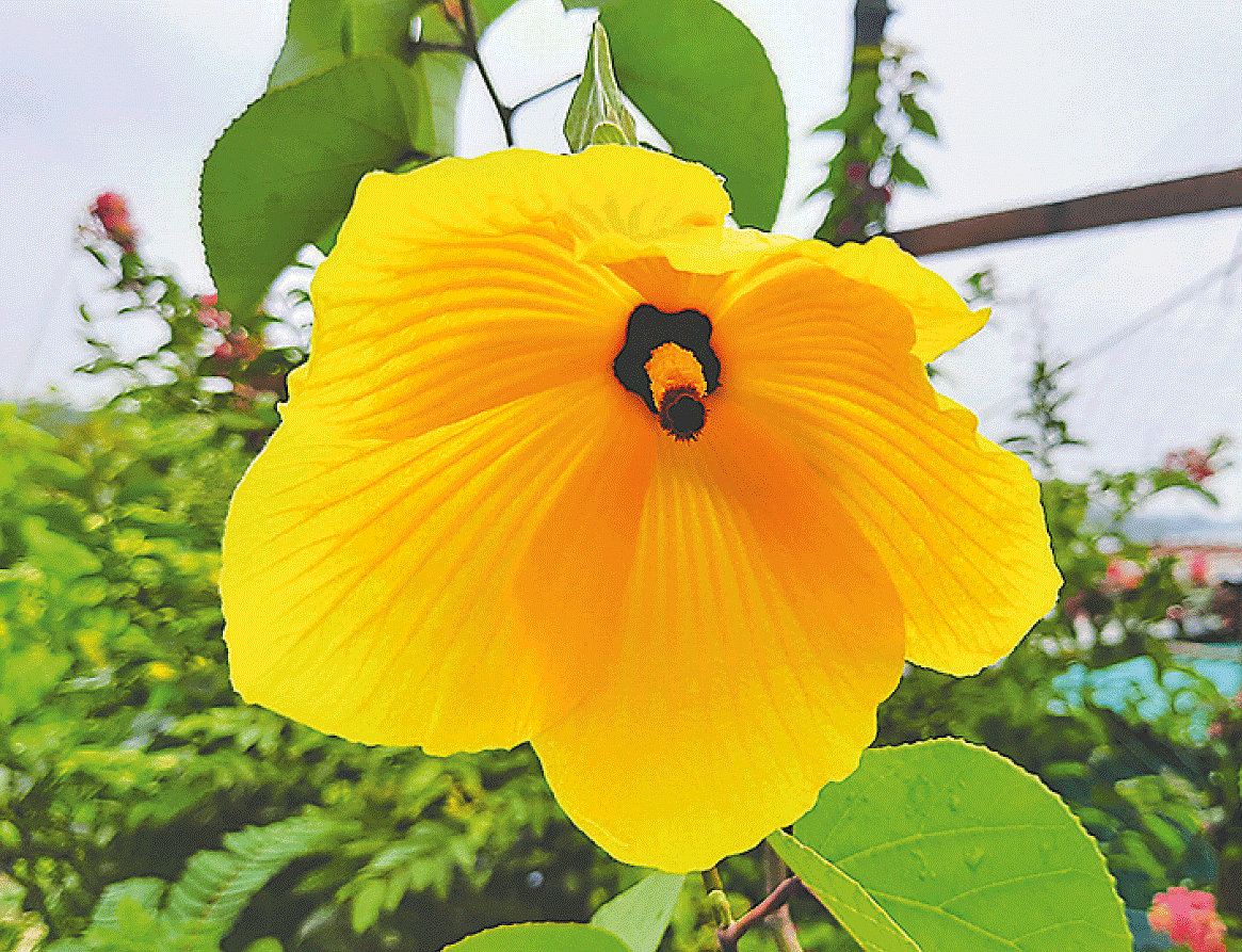 ময়মনসিংহের হিমু আড্ডা-সংলগ্ন বাংলাদেশ নার্সারিতে হলুদ স্থলপদ্ম